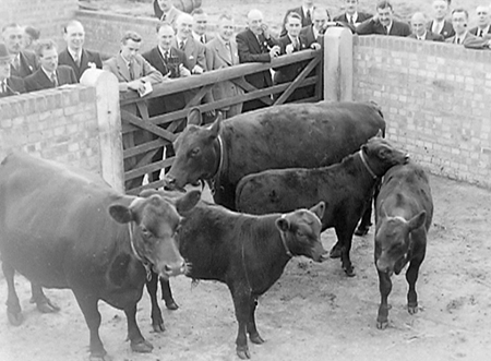 Bovril Farm 1949 07