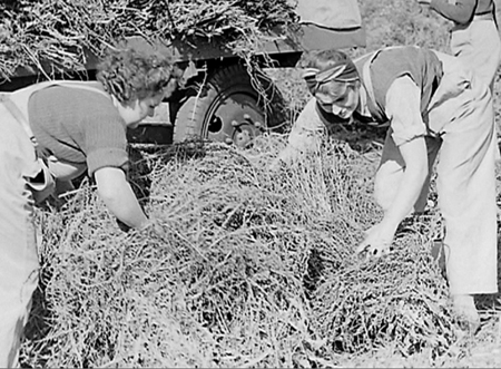 Flax Harvest 1944.06