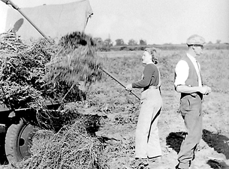 Flax Harvest 1944.08