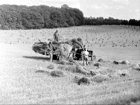 Harvesting 1944.2449
