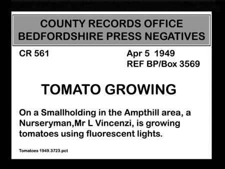 Tomatoes 1949.3723