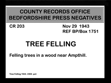 Tree Felling 1943.2303