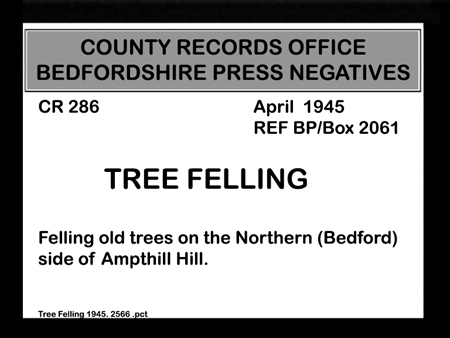 Tree Felling 1945.2566