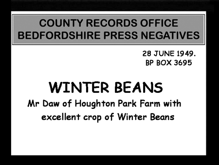 Winter Beans 1949 00