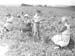 Pea Picking 1940.1788
