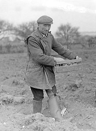 1948 Potato Planting 03