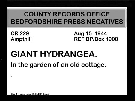 Giant Hydrangea 1944.2416