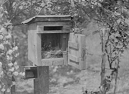 1947 Birds Nesting 03