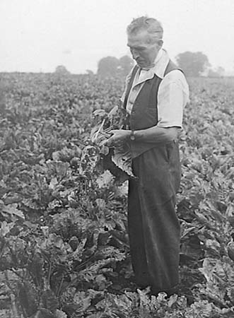 1949 Sugar Beet 03