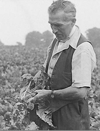 1949 Sugar Beet 04