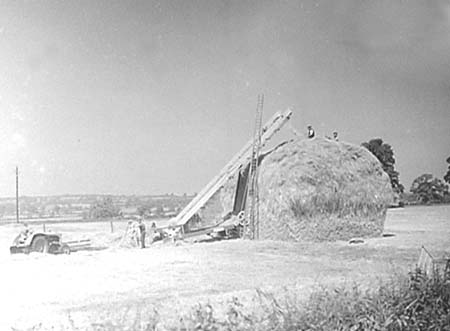 1950 Harvesting 01