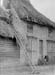 1947 Thatching 02