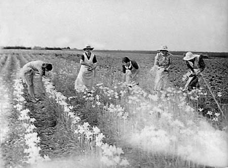 1941 Flower Pickers 01