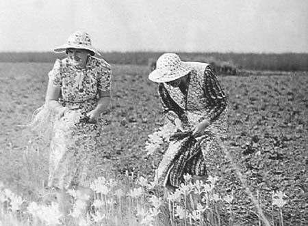 1941 Flower Pickers 02