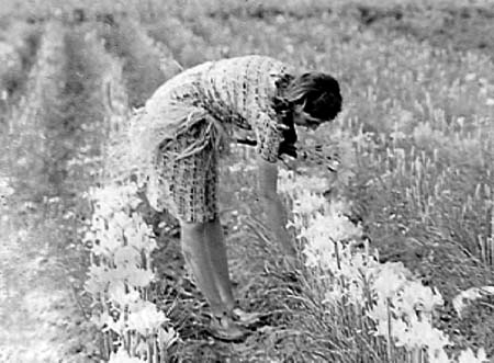 1941 Flower Pickers 04