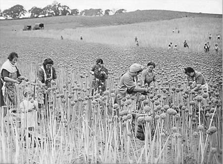 1949 Harvesting 01