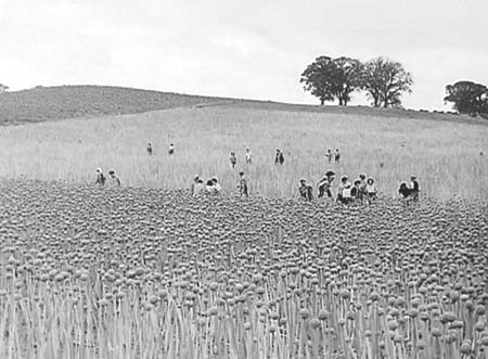 1949 Harvesting 05