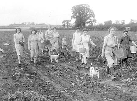 1949 Potato Harvest 08