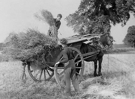 1941 Harvest 01