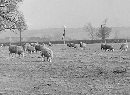 1952 Farm Scenes 02