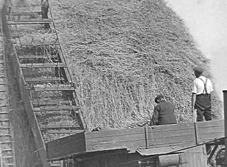 1939 Harvesting 04