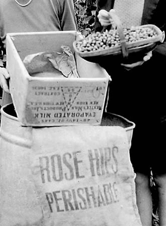 1943 Rose Hips 04