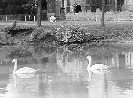 1948 Duck Pond 02