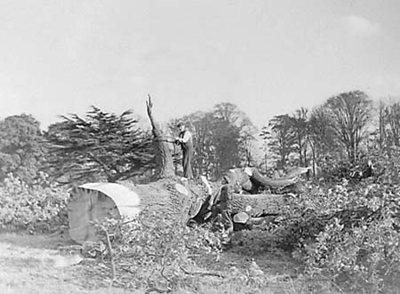 1948 Tree Felling 01