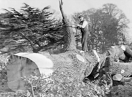 1948 Tree Felling 02