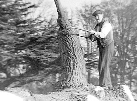 1948 Tree Felling 03
