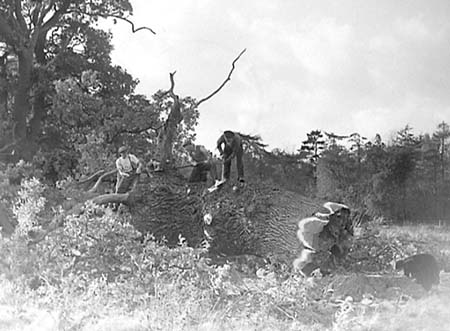 1948 Tree Felling 04