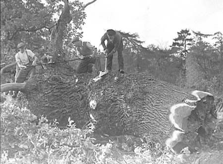 1948 Tree Felling 05