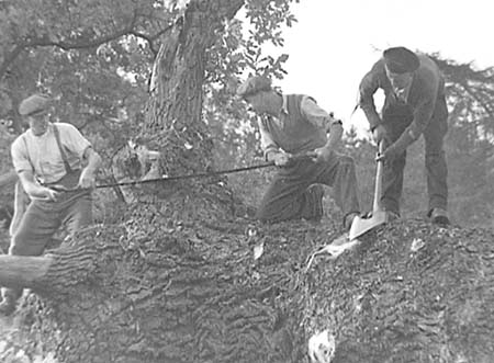 1948 Tree Felling 06