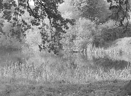  Westminster Pond 03 1952