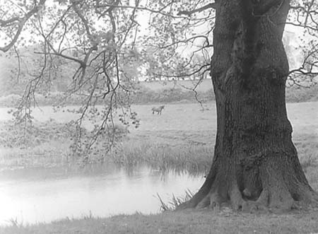  Westminster Pond. 02 1955