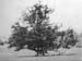  Old Oaks 02 c1900