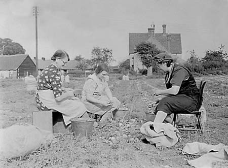 1945 Onion Harvest 01