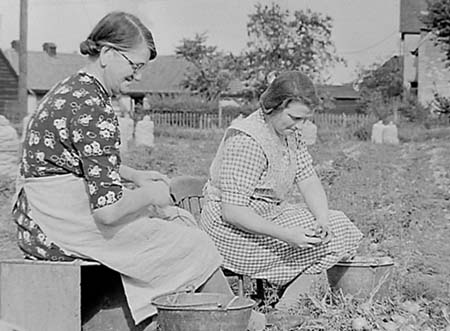 1945 Onion Harvest 02