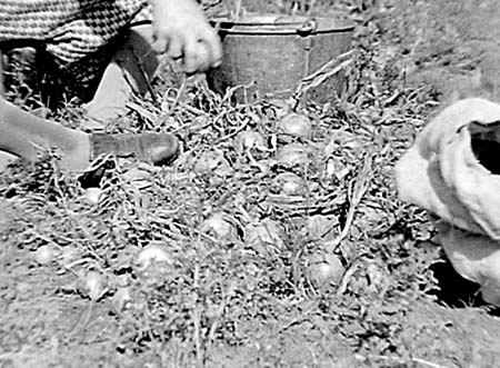 1945 Onion Harvest 04