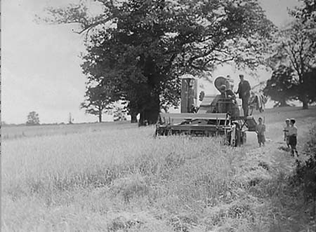 1952 Harvesting 01