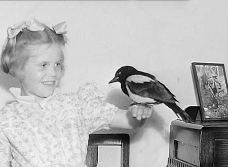 1949 Pet Magpie 03