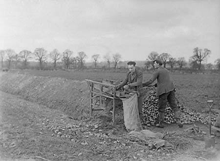 1951 Potato Clamp 01