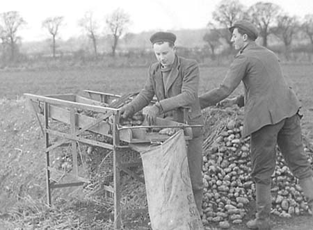 1951 Potato Clamp 02