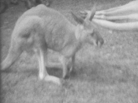 Wallaby 01