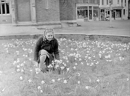 1948 Daffodils 01