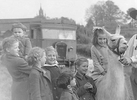 1949 Circus Llama 01