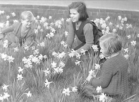 1950 Daffodils 05
