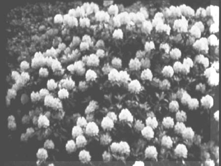 Blooms 1938 5228