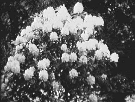 Blooms 1938 5231