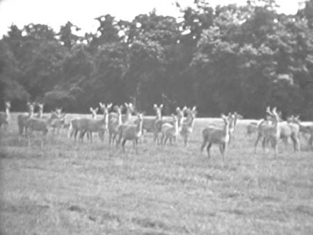 Deer 1938 5234